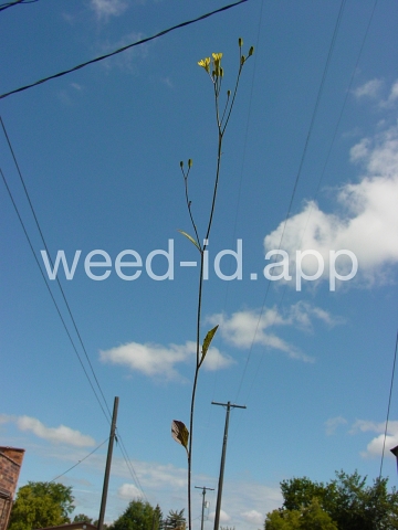 nipplewort